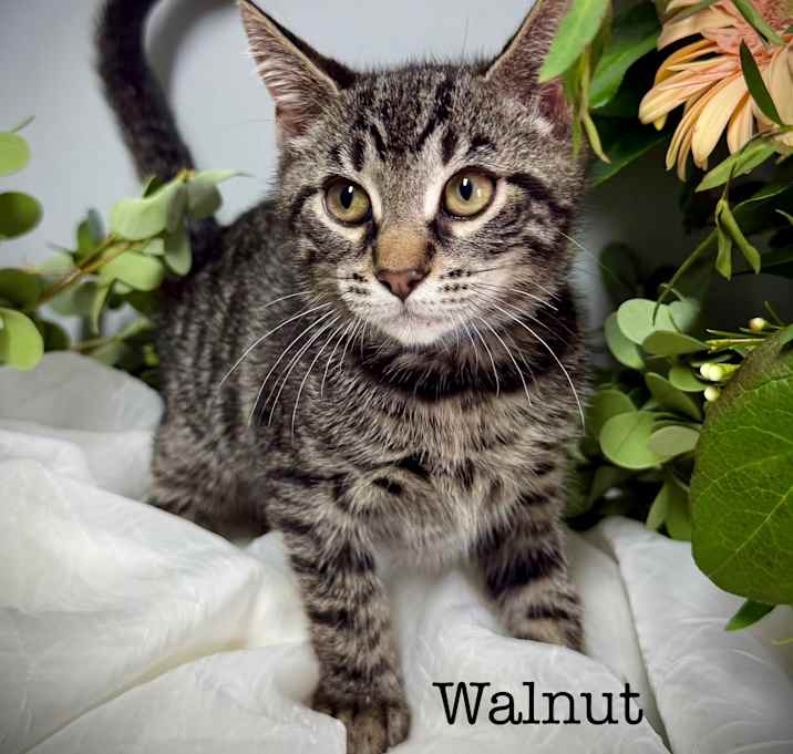 Photo of Walnut "Wally"