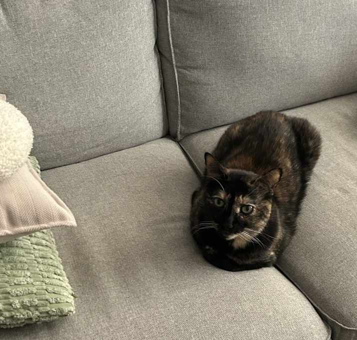 Photo of Kitty