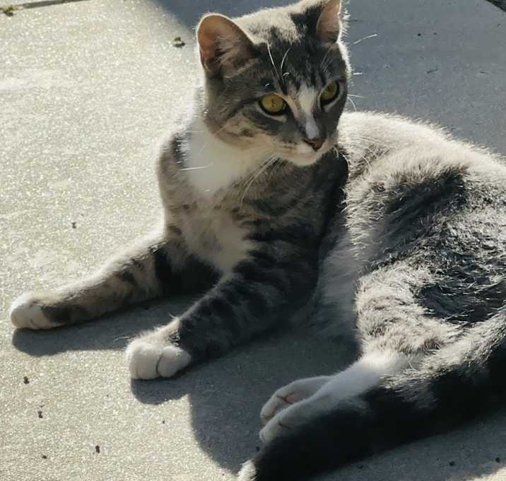 Photo of Daisy