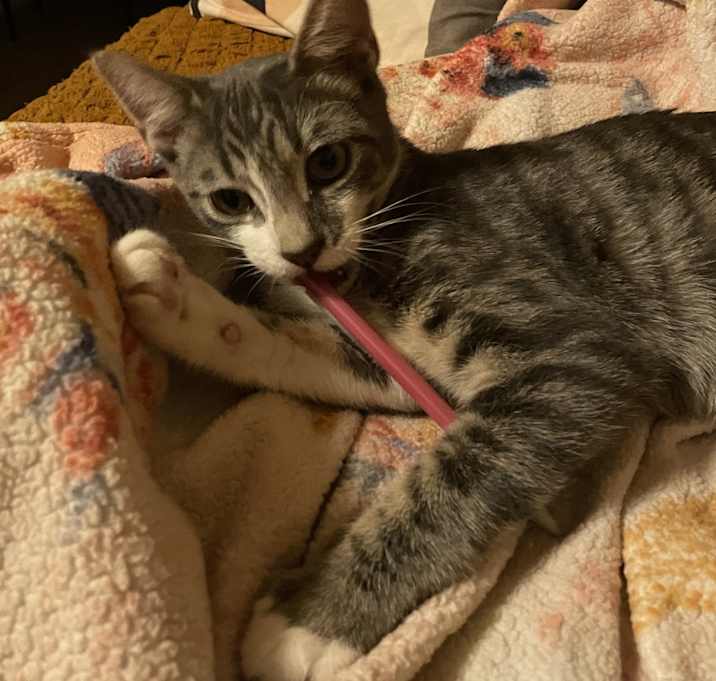 Photo of Mio