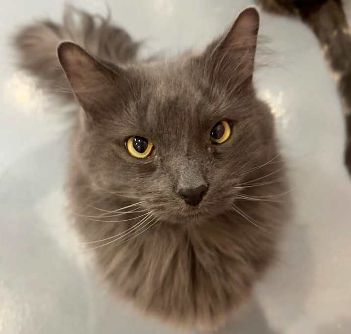 Photo of Maverick