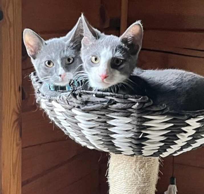 Photo of Duke (bonded with Luke; Dukes