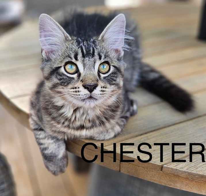 Photo of Chester