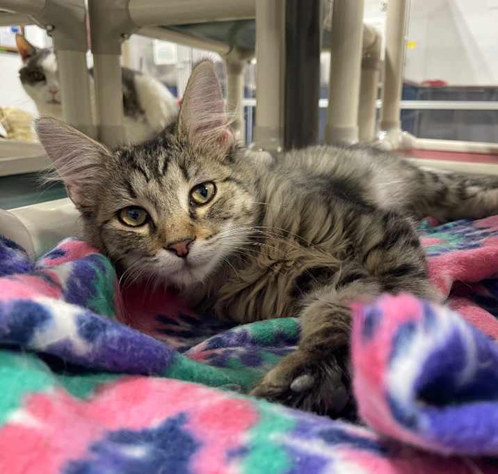 Photo of Atlas