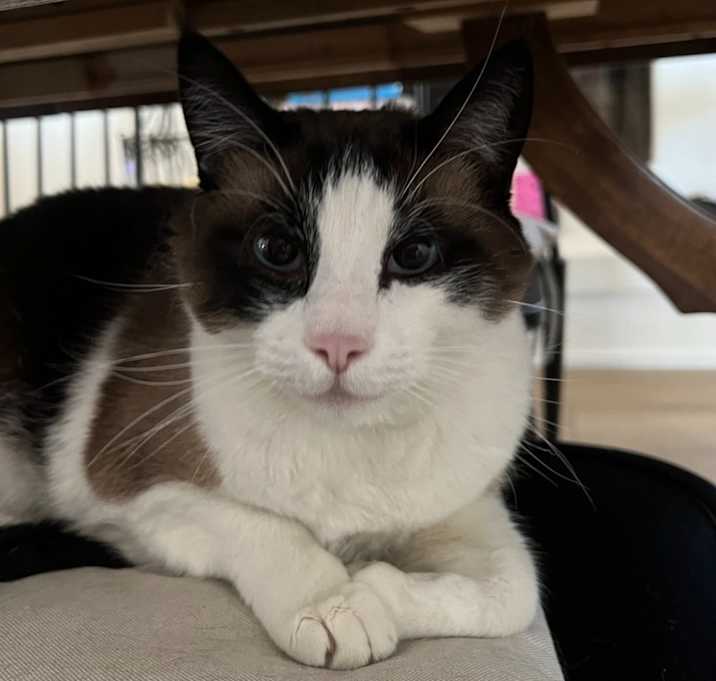 Photo of Binx