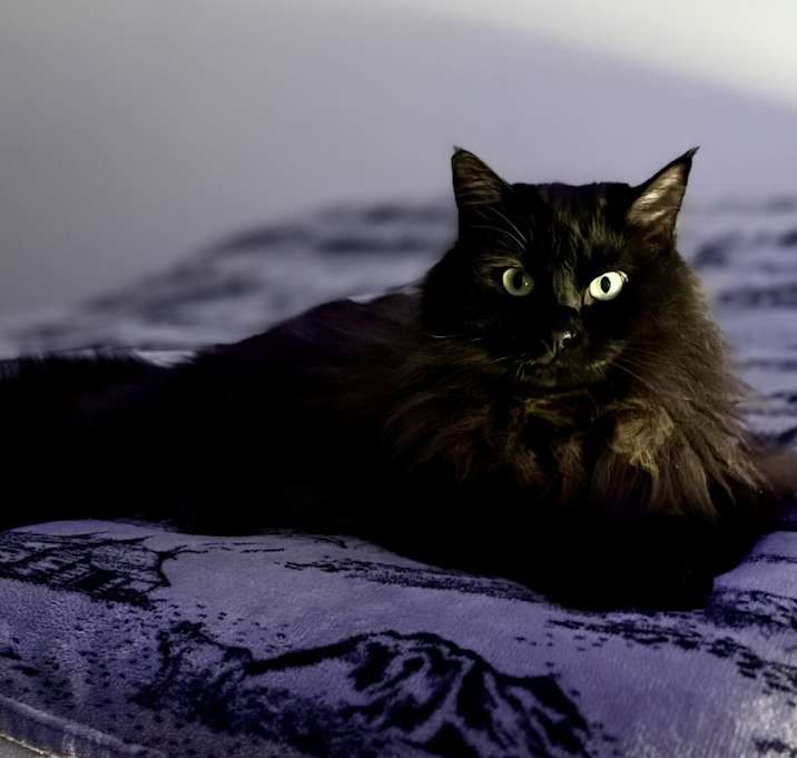 Photo of Milo