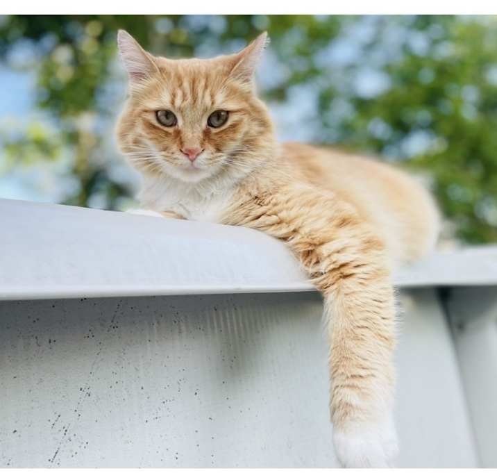 Photo of Orange Cat