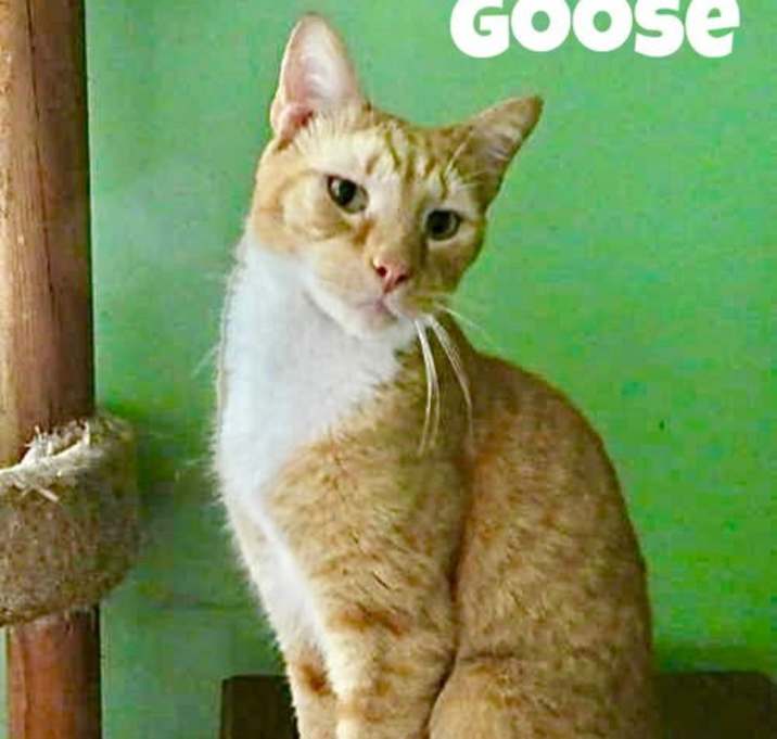 Photo of Goose, Willow Grove PA Area, FCID# 07/11/2025-401