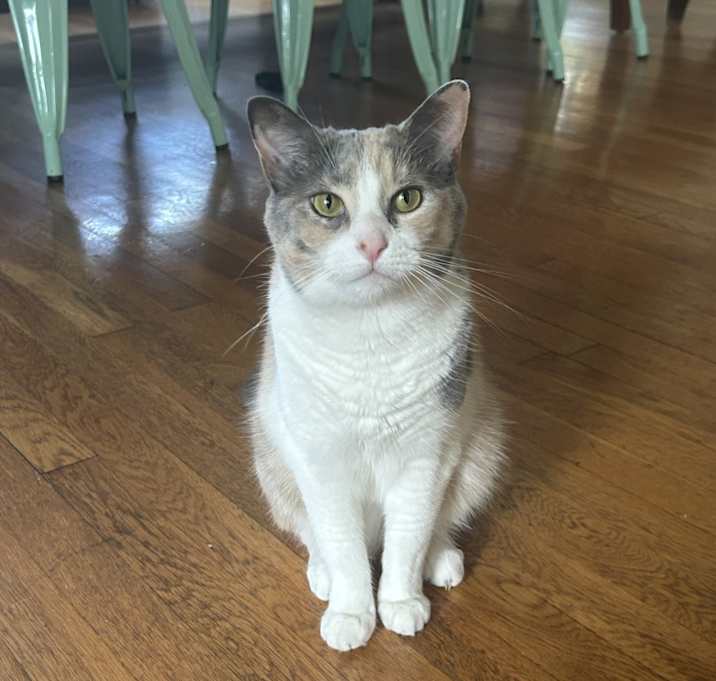Photo of Cali