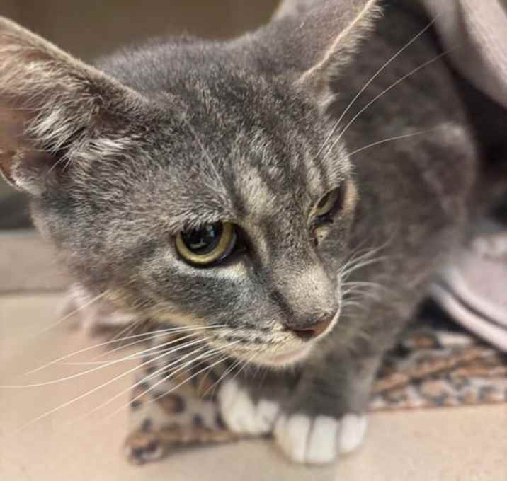 Photo of Juniper