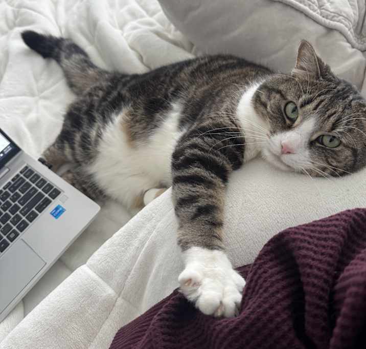 Photo of Jelly Bean