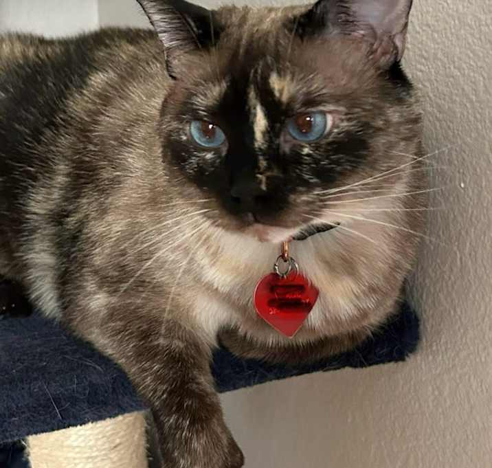 Photo of Gracie