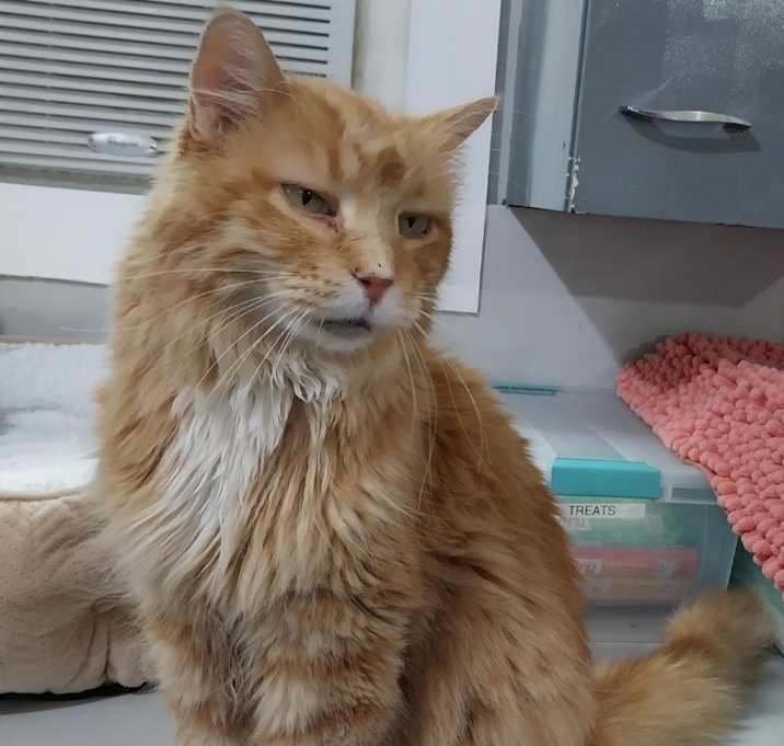 Photo of Morris * IN FOSTER *