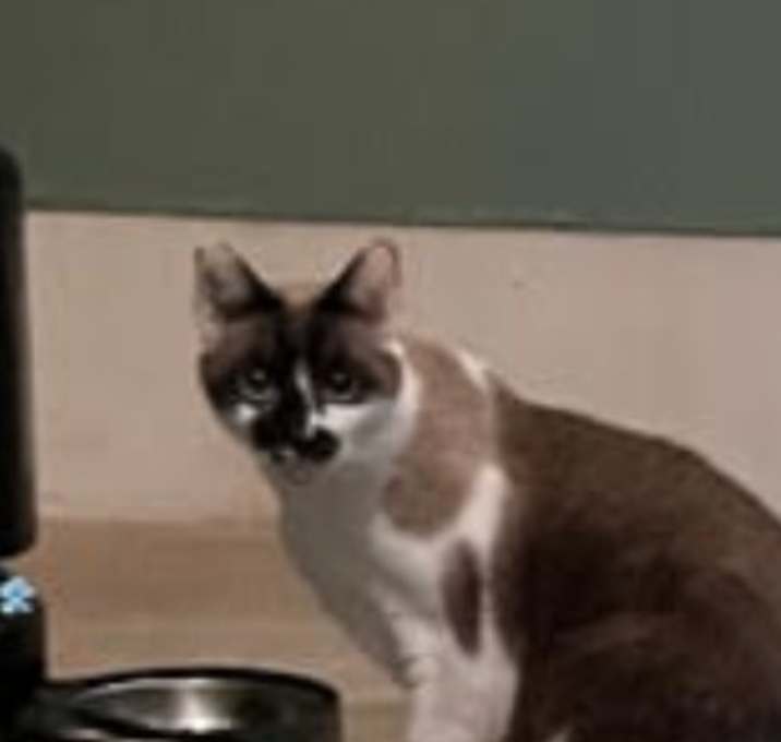 Photo of Willow (Courtesy Post)