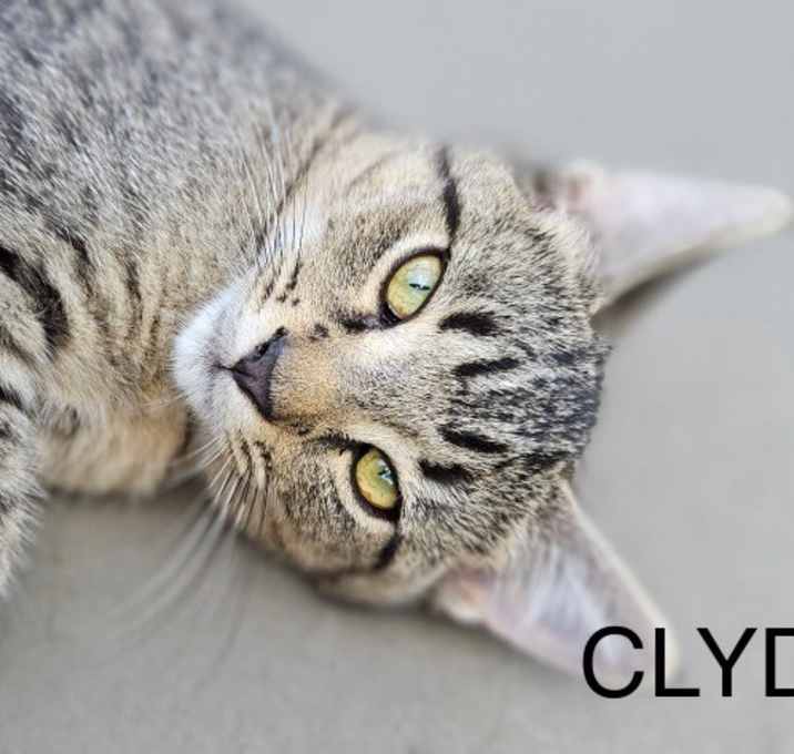 Photo of Clyde