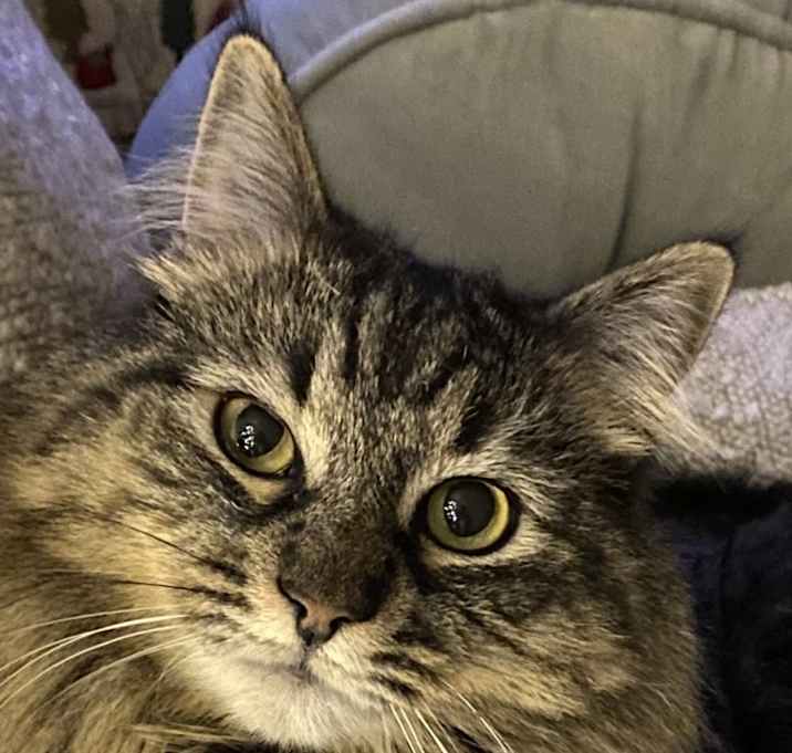 Photo of Griffin
