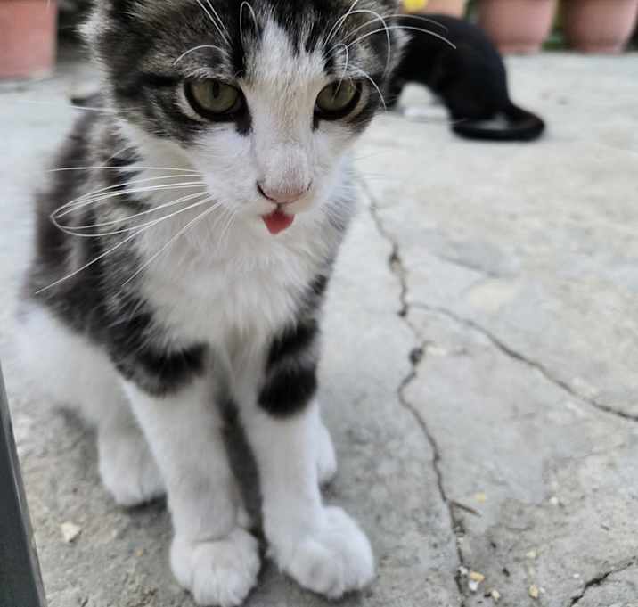 Photo of Meep