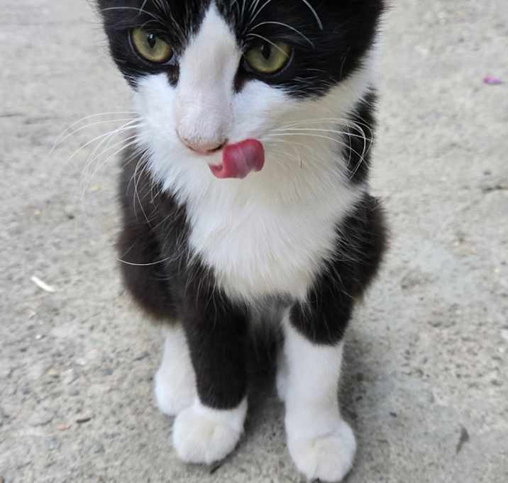 Photo of Poppy