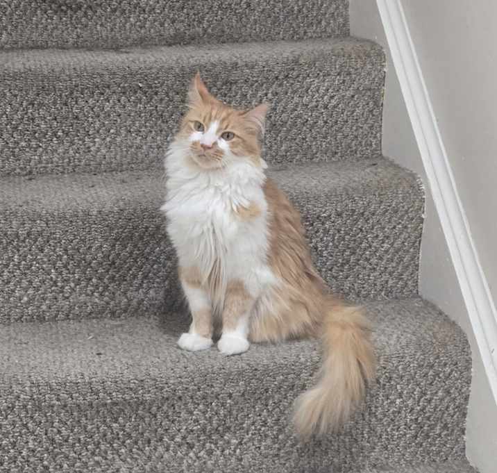 Photo of Pistachio
