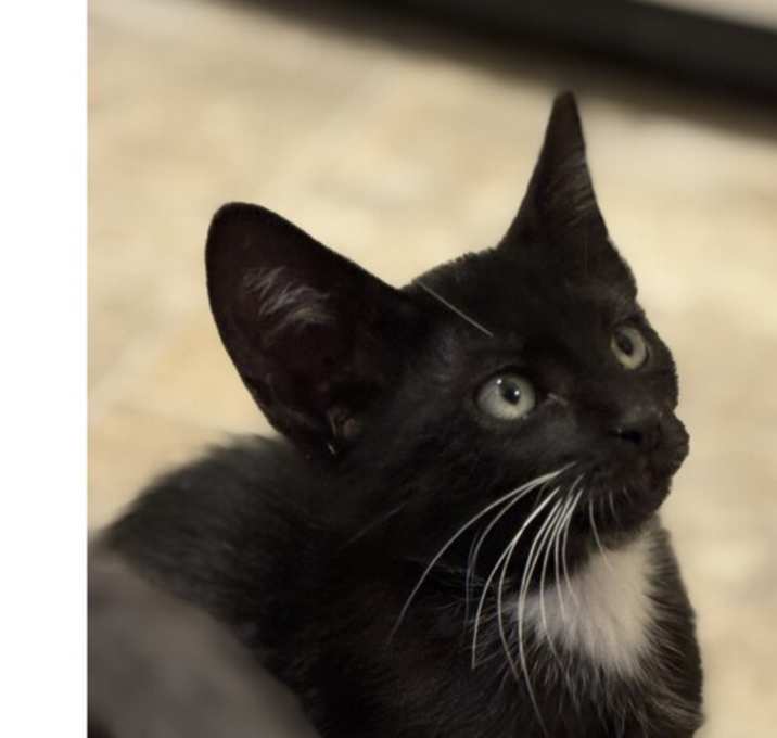 Dr. Midnight
