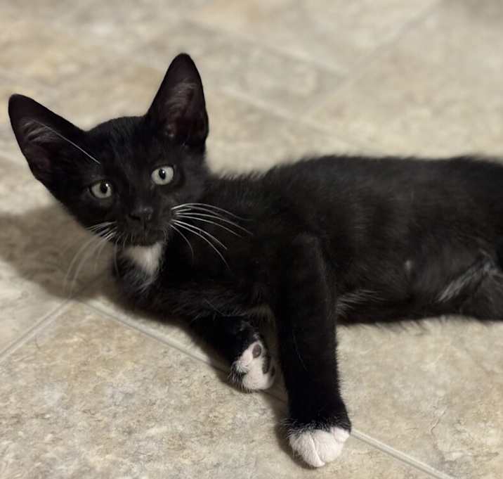 Dr. Midnight