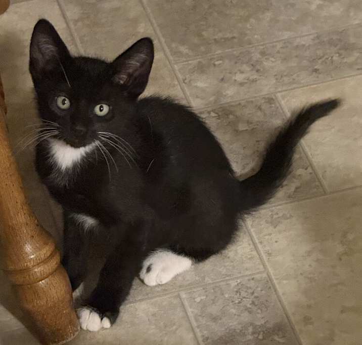Dr. Midnight