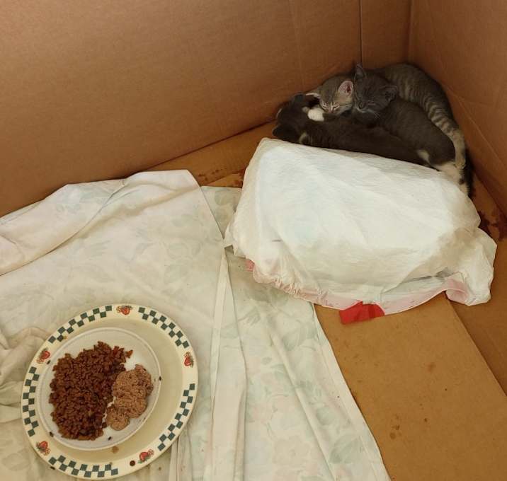 Photo of 3 kittens