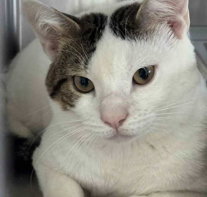 Photo of Snowball
