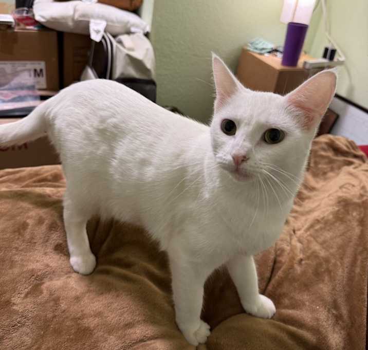 Photo of Ophelia