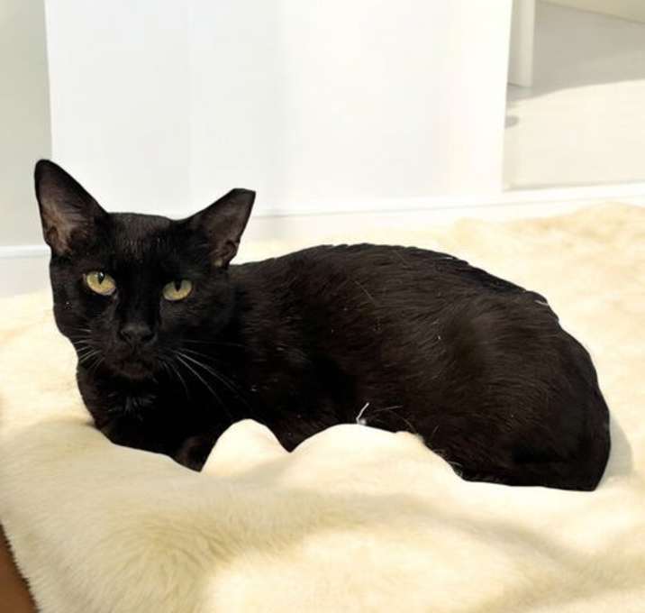 Photo of Pepper