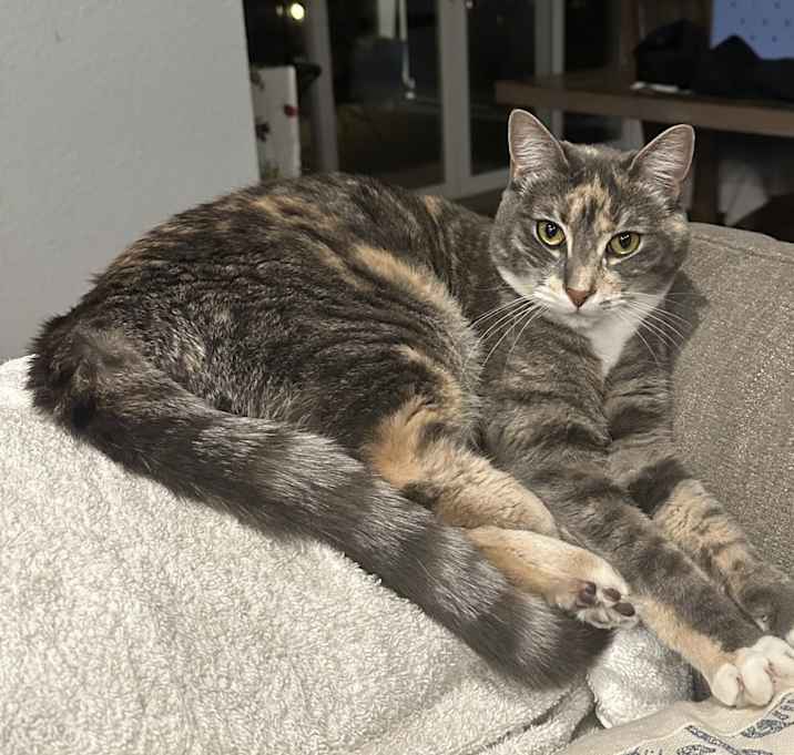 Photo of I have two cats - sisters Lily and Bell
