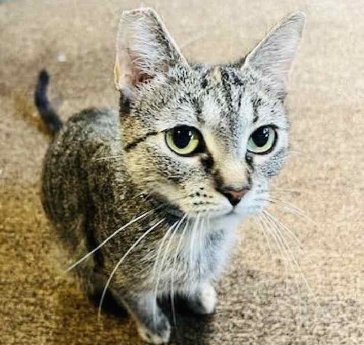 Photo of Ophelia