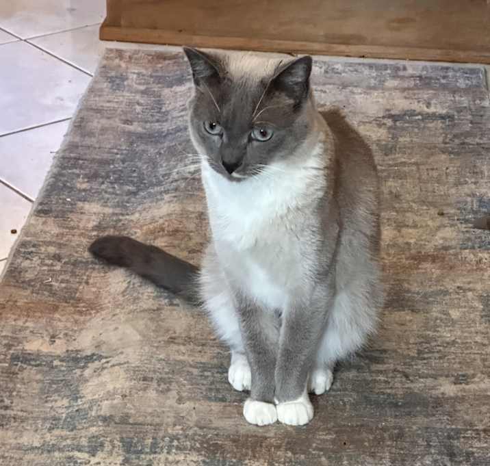 Photo of Mochacha