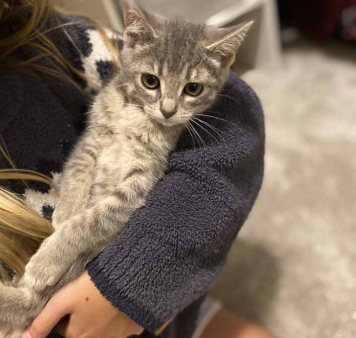 Photo of Tiny Grey