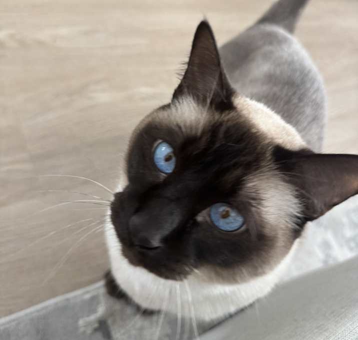 Photo of Gizzy
