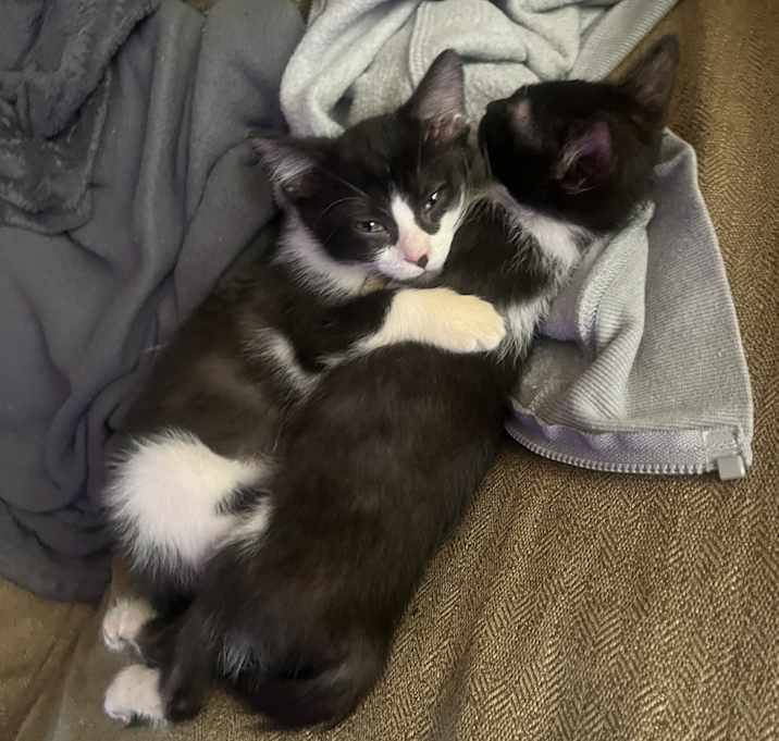 Photo of Domino and Eclipse