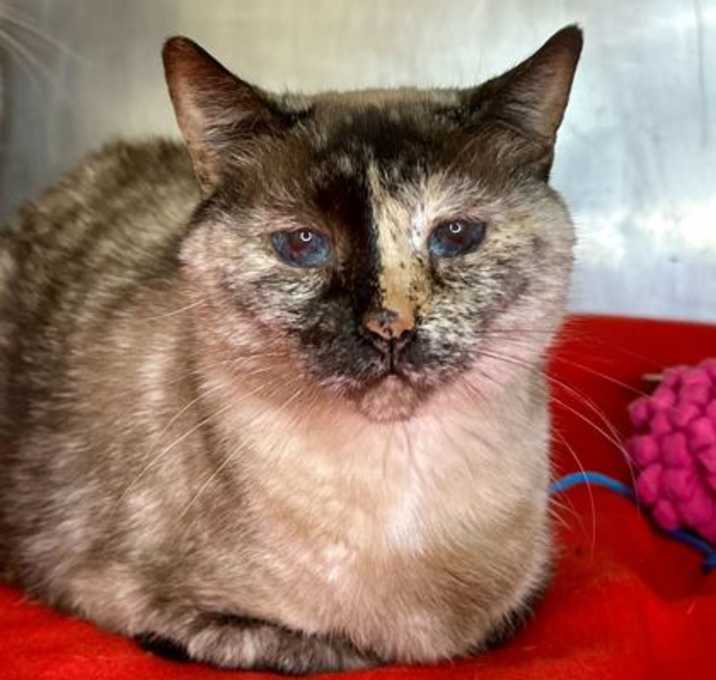 Photo of Calypso