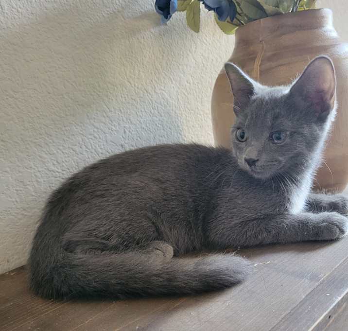 Photo of Loki