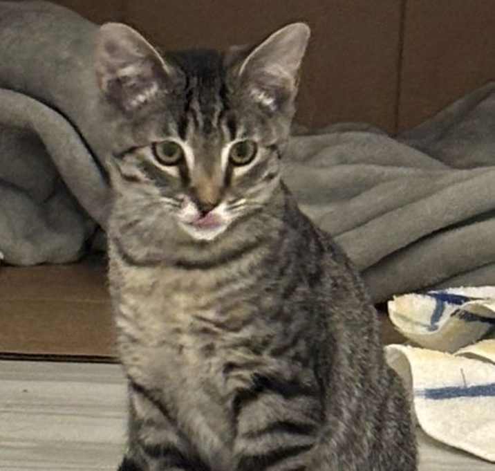 Photo of KITTEN HRH HARRY