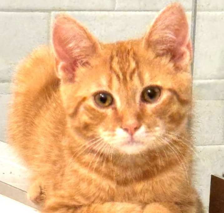Photo of KITTEN KING GEORGE