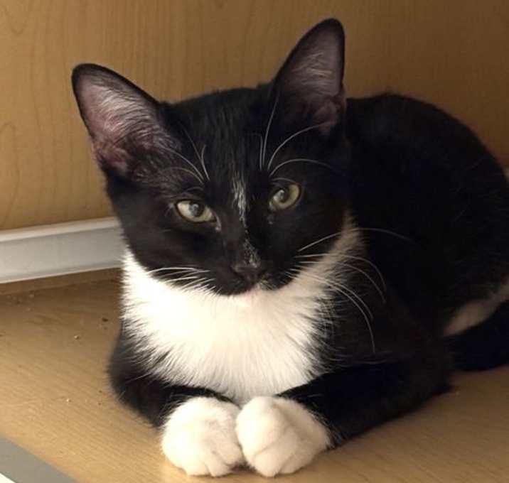 Photo of KITTEN PRINCESS PENELOPE