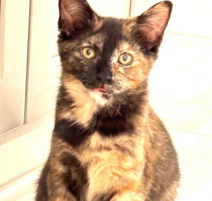 Photo of KITTEN QUEEN TIPPY TORTI