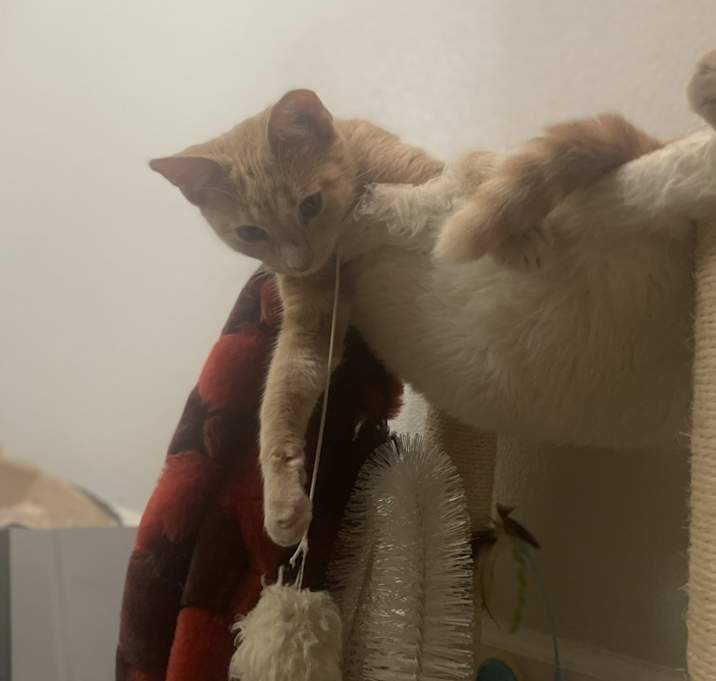 Photo of Sanji