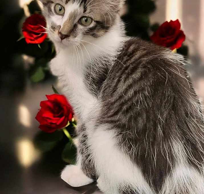 Photo of Rocky