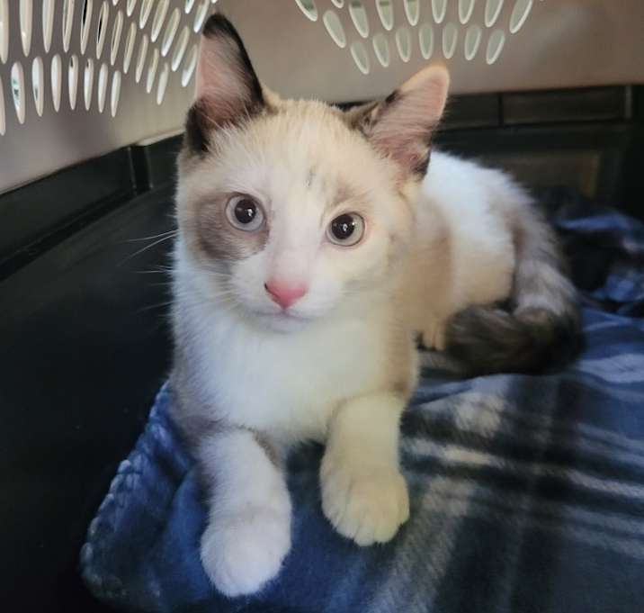 Photo of June Bug
