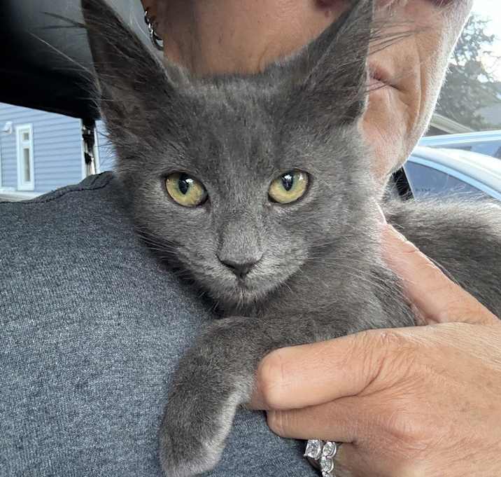 Photo of Storm and Skye