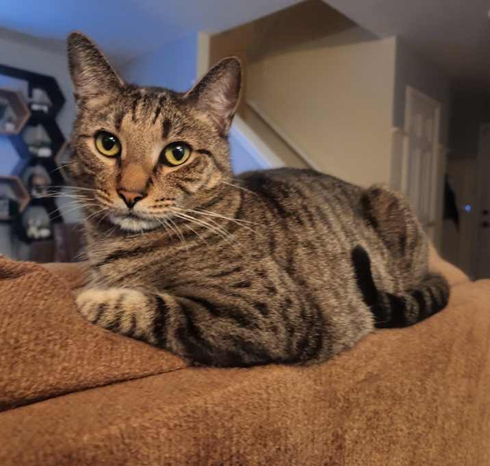 Photo of Rufus