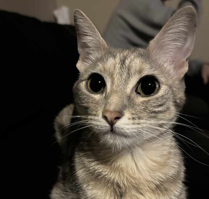 Photo of Chili