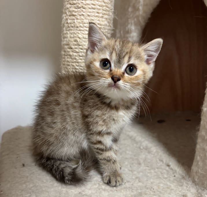 Photo of Hazel