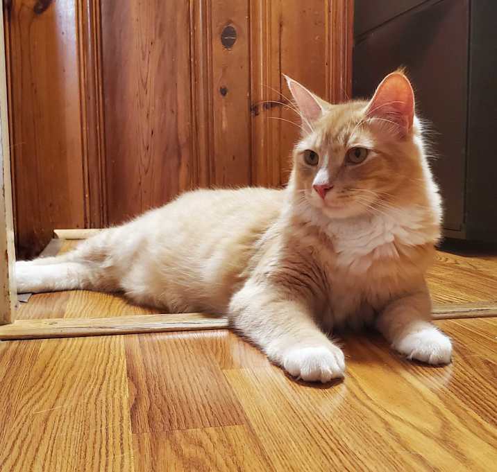 Photo of Blondie